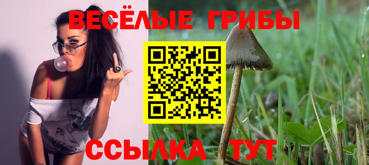 Псилоцибиновые грибы Psilocybine cubensis Коркино